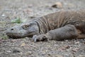 Sleeping Komodo Dragon Royalty Free Stock Photo