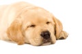 Sleeping Labrador Royalty Free Stock Photo