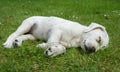 Sleeping Labrador dog puppy leaning on a wall at sunset Royalty Free Stock Photo