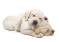 Sleeping Labrador puppies Royalty Free Stock Photo