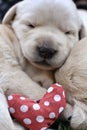 Sleeping labrador puppies on green grass