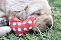 Sleeping labrador puppies on green grass Royalty Free Stock Photo