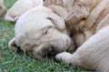 Sleeping labrador puppies on green grass Royalty Free Stock Photo