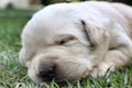 Sleeping labrador puppies on green grass Royalty Free Stock Photo