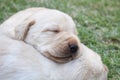 Sleeping labrador puppies on green grass Royalty Free Stock Photo