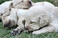 Sleeping labrador puppies on green grass Royalty Free Stock Photo