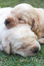 Sleeping labrador puppies on green grass - three weeks old. Royalty Free Stock Photo