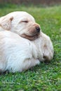 Sleeping labrador puppies on green grass - three weeks old. Royalty Free Stock Photo