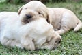 Sleeping labrador puppies on green grass Royalty Free Stock Photo