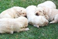 Sleeping labrador puppies on green grass - three weeks old. Royalty Free Stock Photo