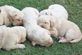 Sleeping labrador puppies on green grass - three weeks old. Royalty Free Stock Photo