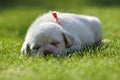 Sleeping Labrador puppy Royalty Free Stock Photo