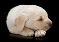 Sleeping Labrador puppy dog Royalty Free Stock Photo