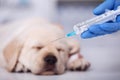 Sleeping labrador puppy with injured leg getting an injection