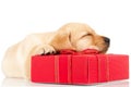 Sleeping labrador puppy on a gift