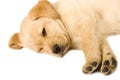 Sleeping Labrador retriever Royalty Free Stock Photo