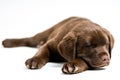 Sleeping Labrador Retriever puppy Royalty Free Stock Photo