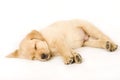 Sleeping Labrador retriever puppy Royalty Free Stock Photo