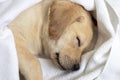 Sleeping Labrador retriever puppy against white background Royalty Free Stock Photo