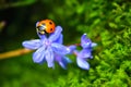 Sleeping ladybird on a blue scilla flower. Vibrant green microgreens on the background Royalty Free Stock Photo