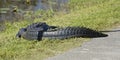 Large alligator everglades national Park Florida Royalty Free Stock Photo