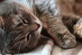 Sleeping lazy scottish fold cat in his bed. Toned Royalty Free Stock Photo