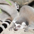 Sleeping lemurs in the forest