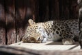 Sleeping leopard