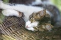 sleeping light cat inside a wicker basket with open eyes Royalty Free Stock Photo