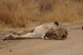 Sleeping Lion