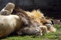 Sleeping Lion in captivity Royalty Free Stock Photo