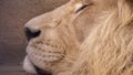 sleeping lion close-up. close-up of a lion& x27;s head Royalty Free Stock Photo