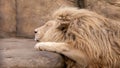 sleeping lion close-up. close-up of a lion's head Royalty Free Stock Photo