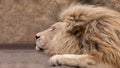 sleeping lion close-up. close-up of a lion& x27;s head Royalty Free Stock Photo