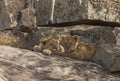 Sleeping Lion Cubs at Masai Mara National Park Royalty Free Stock Photo