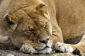 Sleeping lion Royalty Free Stock Photo