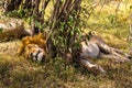 The sleeping lion. The great owner of the savannah. Kenya, Africa