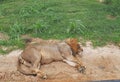 Sleeping Lion at Hambantota Safari Park Sri Lanka Royalty Free Stock Photo