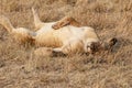 Sleepy lioness in evening sun in Serengeti of Tanzania. Relaxed lion lying in dried grass of African savanna