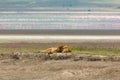 Sleeping Lion In Ngorogoro Crater Royalty Free Stock Photo