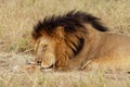 Sleeping Lion - Panthera leo king of the animals. Lion - the biggest african cat, big adult male laying in the bush and sleeping Royalty Free Stock Photo