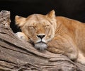 Sleeping lion - Portrait
