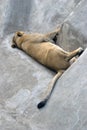 Sleeping lion portrait Royalty Free Stock Photo