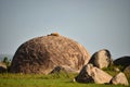 sleeping lion on a round stone. Wild animal life in the Serengeti Tanzania Africa. Big cat basks on a big stone. Safari Royalty Free Stock Photo