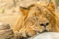 Sleeping Lion