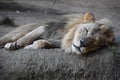 A Sleeping Lion