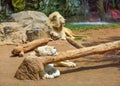 Sleeping lion in the zoo