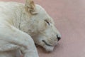 Sleeping lioness. close-up. A young lioness sleeps in a zoo