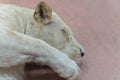 Sleeping lioness. close-up. A young lioness sleeps in a zoo