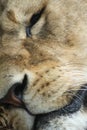 Sleeping Lioness Face